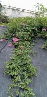 Campsis grandiflora tapizante